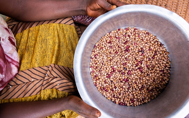 Bean varieties developed by National Agricultural Research Organization photographed in Uganda.